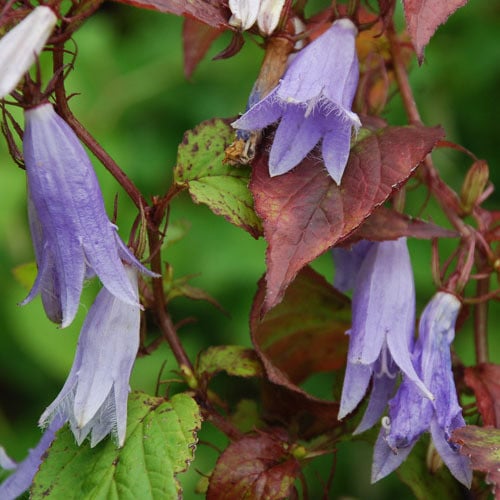 CAMPANULA ODONTOSEPALA seed image