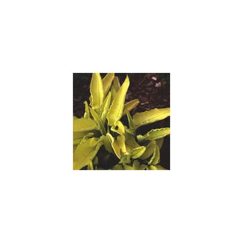 SYMPHYTUM IBERICUM 'SPRING GOLD' seed image
