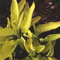 SYMPHYTUM IBERICUM 'SPRING GOLD' seed image
