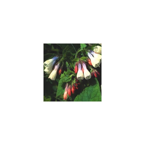 SYMPHYTUM GRANDIFLORUM 'SKY-BLUE-PINK' seed image