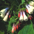 SYMPHYTUM GRANDIFLORUM 'SKY-BLUE-PINK' seed image