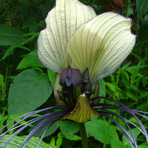 TACCA INTEGRIFOLIA seed image