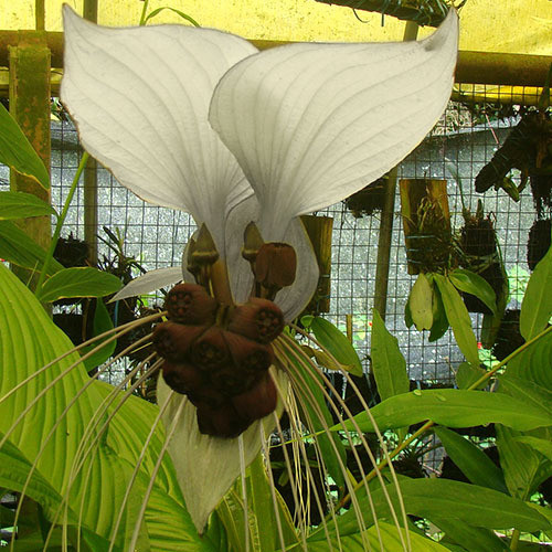 TACCA CHANTRIERI 'NIVEA' seed image