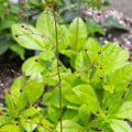 TALINUM PANICULATUM 'JEWELS OF OPAR' seed image