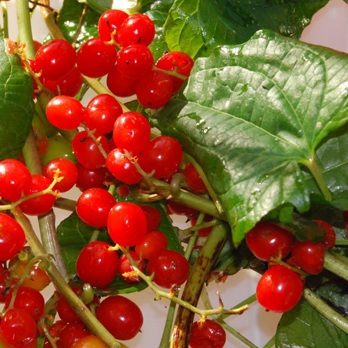 TAMUS COMMUNIS/BLACK BRYONY seed image