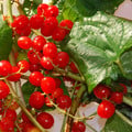 TAMUS COMMUNIS/BLACK BRYONY seed image