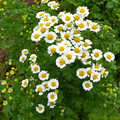 TANACETUM PARTHENIUM seed image