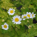 TANACETUM PARTHENIUM AUREUM seed image