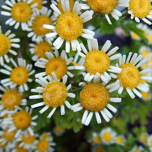 TANACETUM PARTHENIUM 'MALMESBURY' seed image