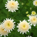 TANACETUM PARTHENIUM 'SELMA STAR' seed image