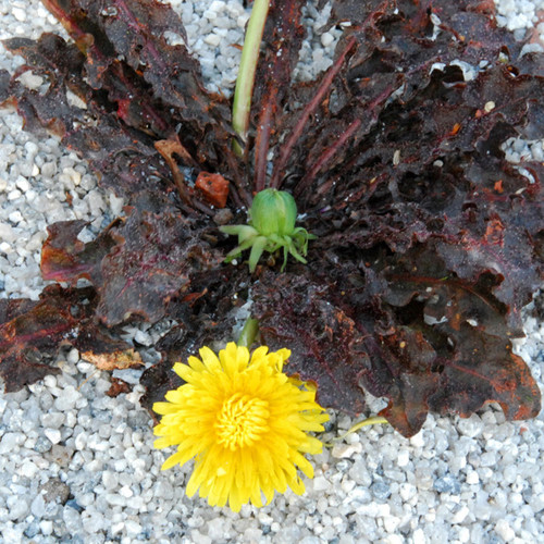 TARAXACUM RUBRIFOLIUM (FAEROENSE) seed image