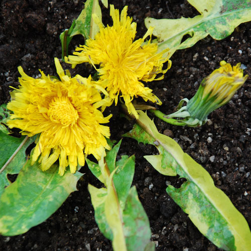 TARAXACUM OFFICINALE 'WHITE FLASH' seed image