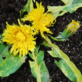 TARAXACUM OFFICINALE 'WHITE FLASH' seed image