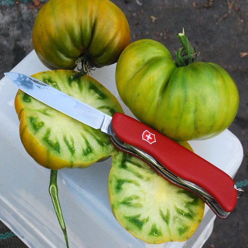 TOMATO TASTY EVERGREEN seed image