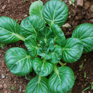 CABBAGE (CHINESE) TATSOI seed image