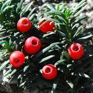 TAXUS BACCATA FASTIGIATA seed image