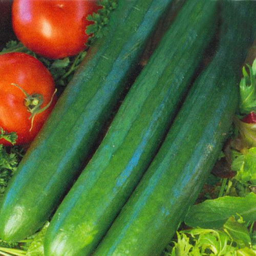 CUCUMBER TELEGRAPH IMPROVED seed image