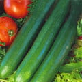 CUCUMBER TELEGRAPH IMPROVED seed image
