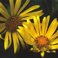 TELEKIA SPECIOSA seed image