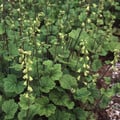 TELLIMA GRANDIFLORA seed image