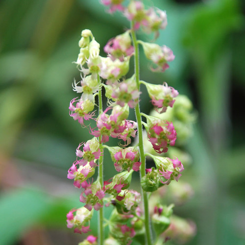 TELLIMA GRANDIFLORA PURPUREA seed image