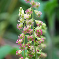TELLIMA GRANDIFLORA PURPUREA seed image