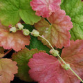 TELLIMA GRANDIFLORA 'SILVER FROST' seed image