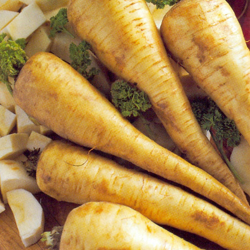 PARSNIP TENDER AND TRUE seed image