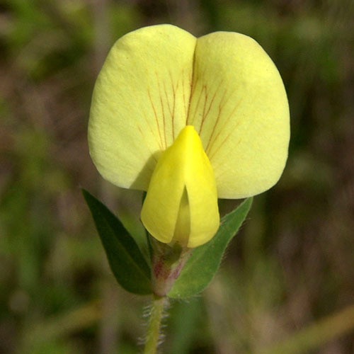 TETRAGONOLOBUS MARITIMUS seed image