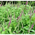 TEUCRIUM HIRCANICUM seed image