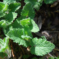TEUCRIUM SCORODONIA CRISPUM seed image