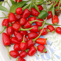 PEPPER THAI HOT seed image