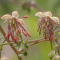 THALICTRUM ALPINUM seed image