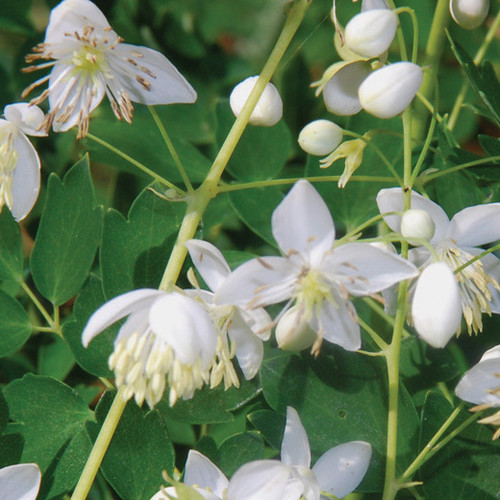 THALICTRUM DELAVAYI 'BLIZZARD' seed image
