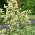 THALICTRUM DASYCARPUM seed image
