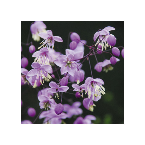THALICTRUM DELAVAYI seed image