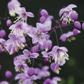 THALICTRUM DELAVAYI seed image