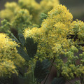 THALICTRUM FLAVUM GLAUCUM seed image