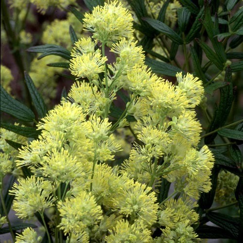 THALICTRUM FLAVUM 'ILLUMINATOR' seed image