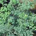 THALICTRUM ISOPYROIDES seed image
