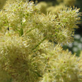 THALICTRUM LUCIDUM seed image