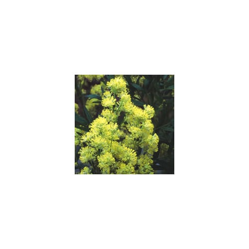 THALICTRUM MIX seed image