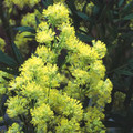 THALICTRUM MIX seed image