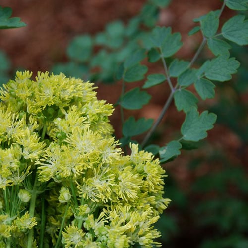 THALICTRUM SPHAEROSTACHYUM seed image