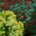 THALICTRUM SPHAEROSTACHYUM seed image