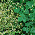THALICTRUM UCHIYAMAE seed image