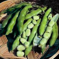 BEAN THE SUTTON seed image