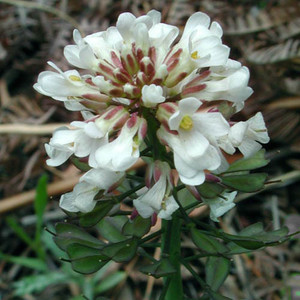 THLASPI DENSIFLORA seed image