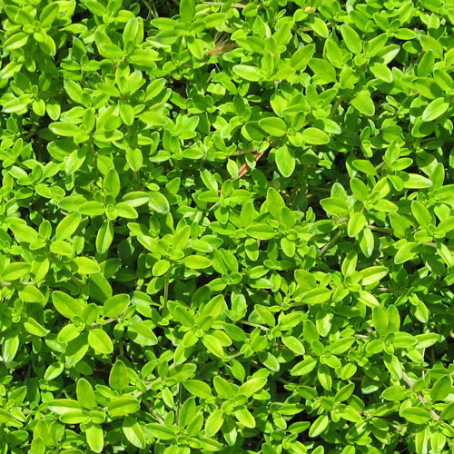 HERB THYME seed image