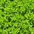 HERB THYME seed image